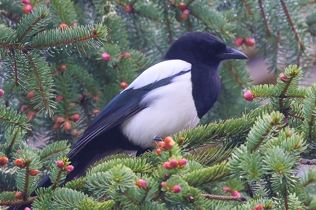 ユーラシアカササギ - ML636462442