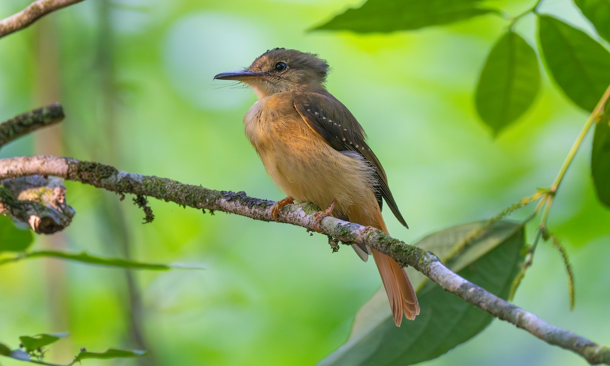 Tropical Royal Flycatcher (Northern) - ML636462451