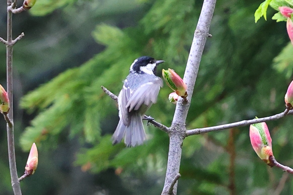 ヒガラ - ML636462509