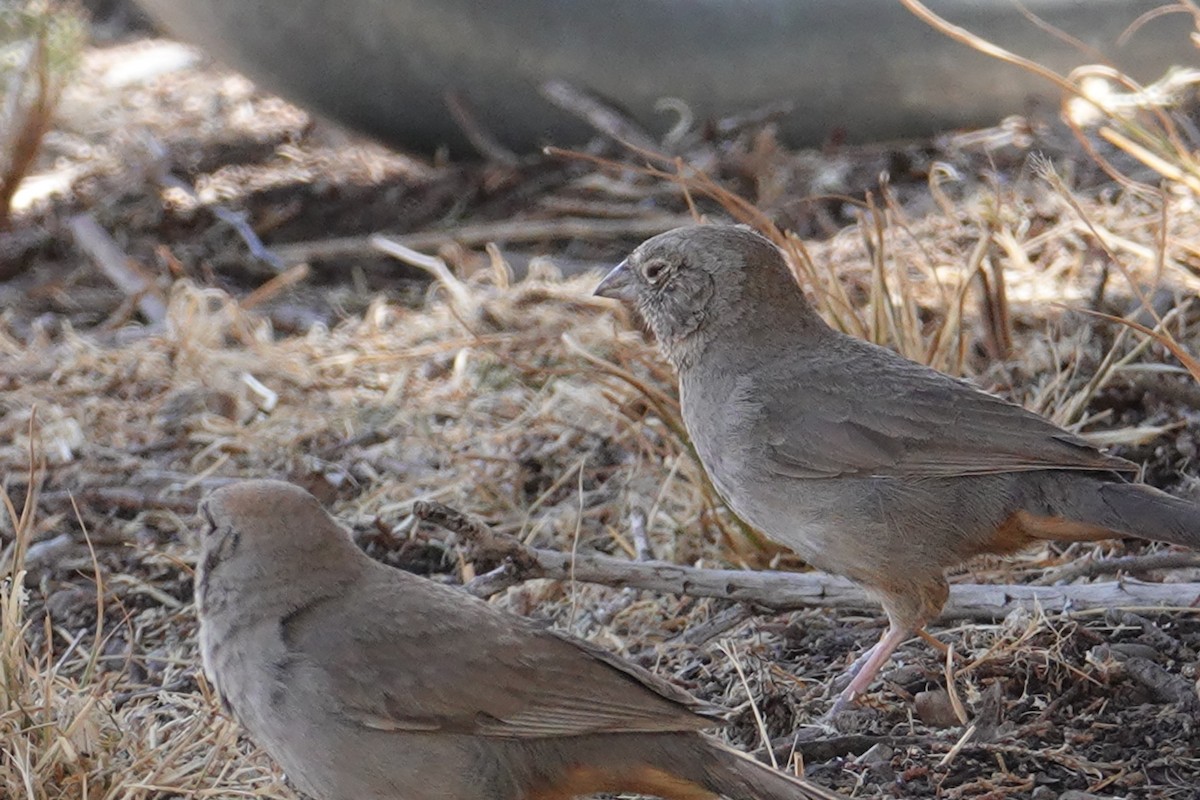 Canyon Towhee - ML636462527