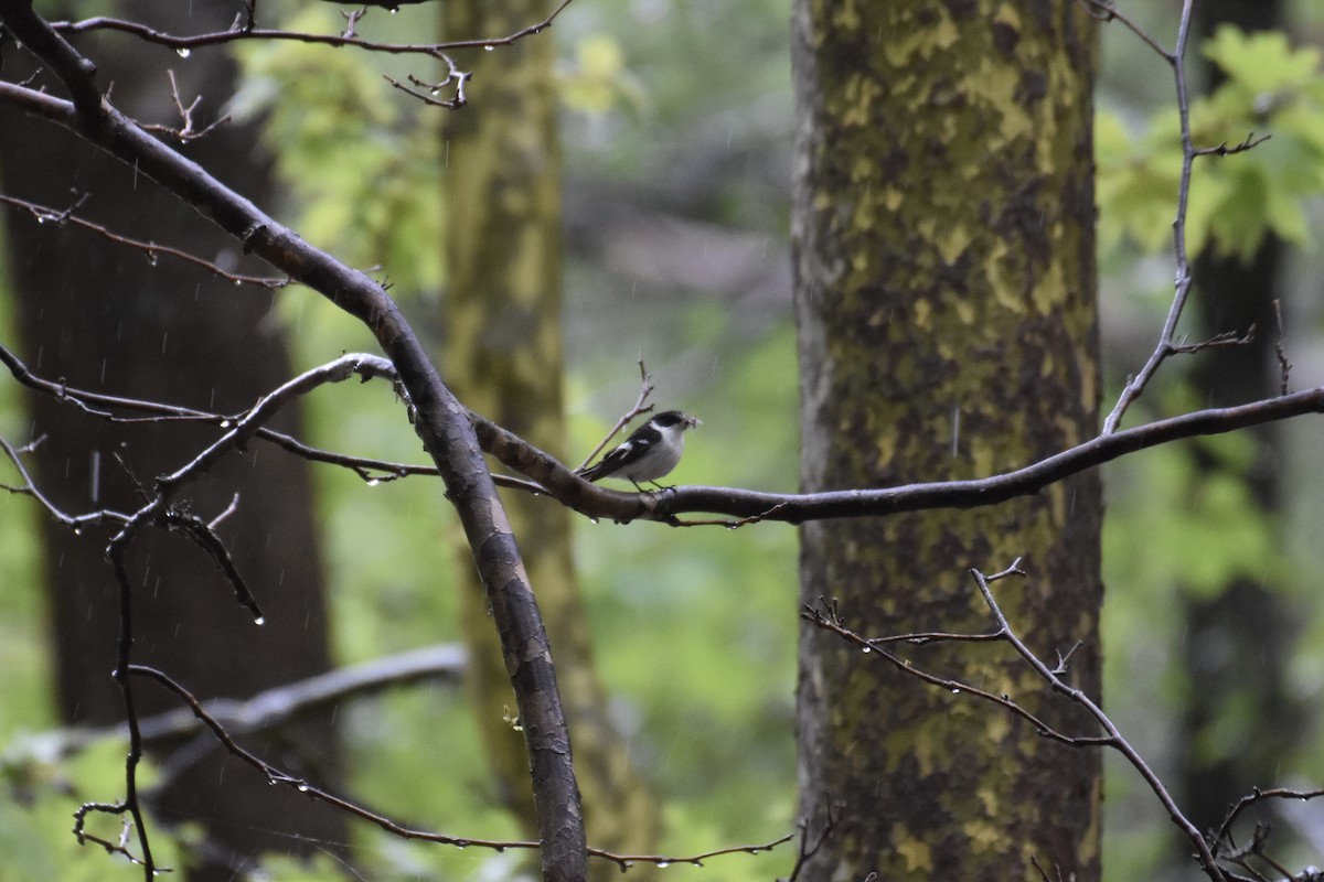 Semicollared Flycatcher - ML636462533