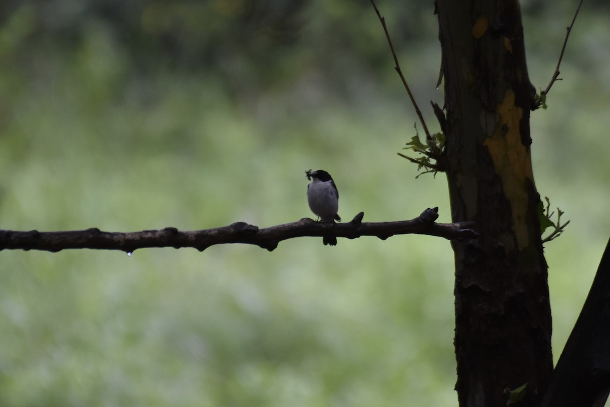 Semicollared Flycatcher - ML636462534