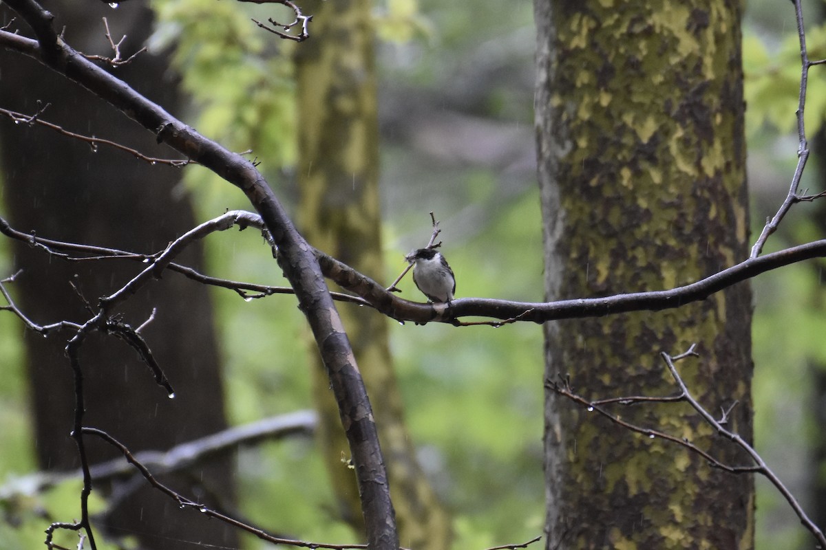Semicollared Flycatcher - ML636462535