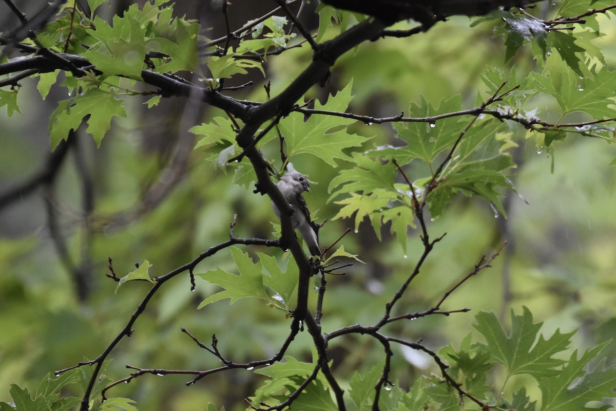 Semicollared Flycatcher - ML636462536