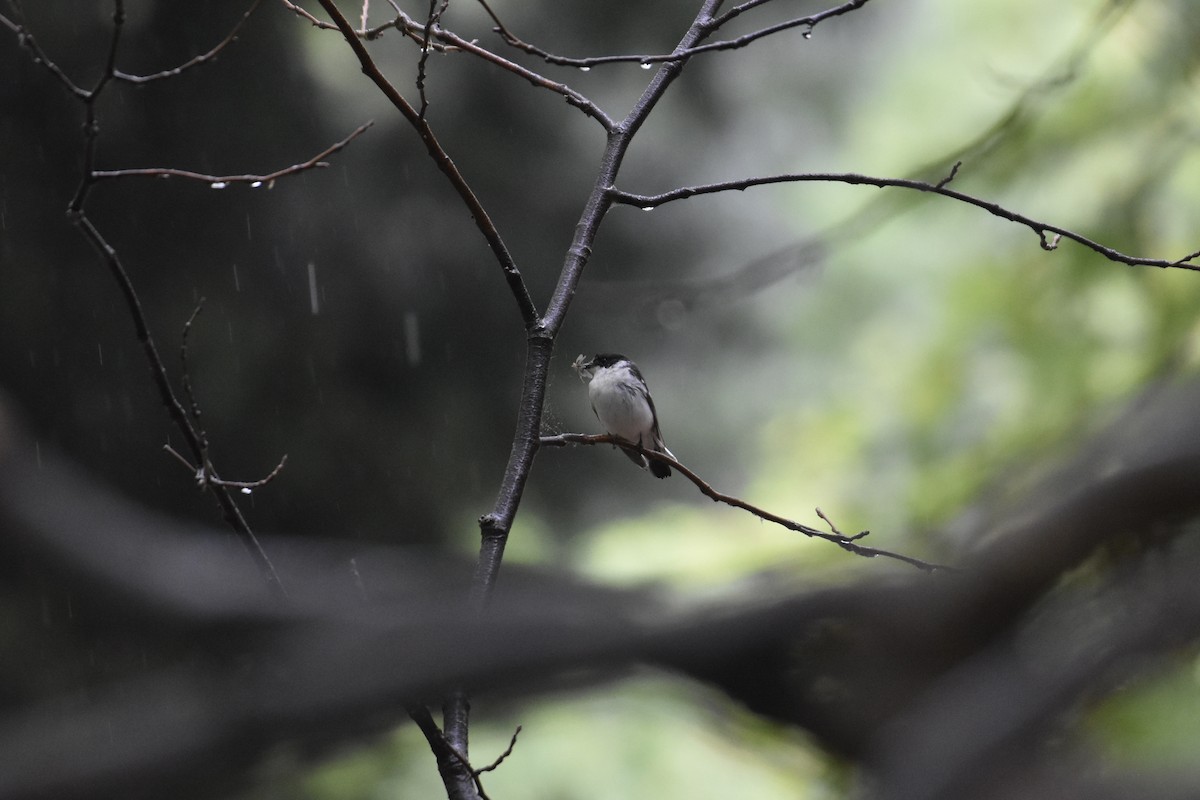 Semicollared Flycatcher - ML636462537