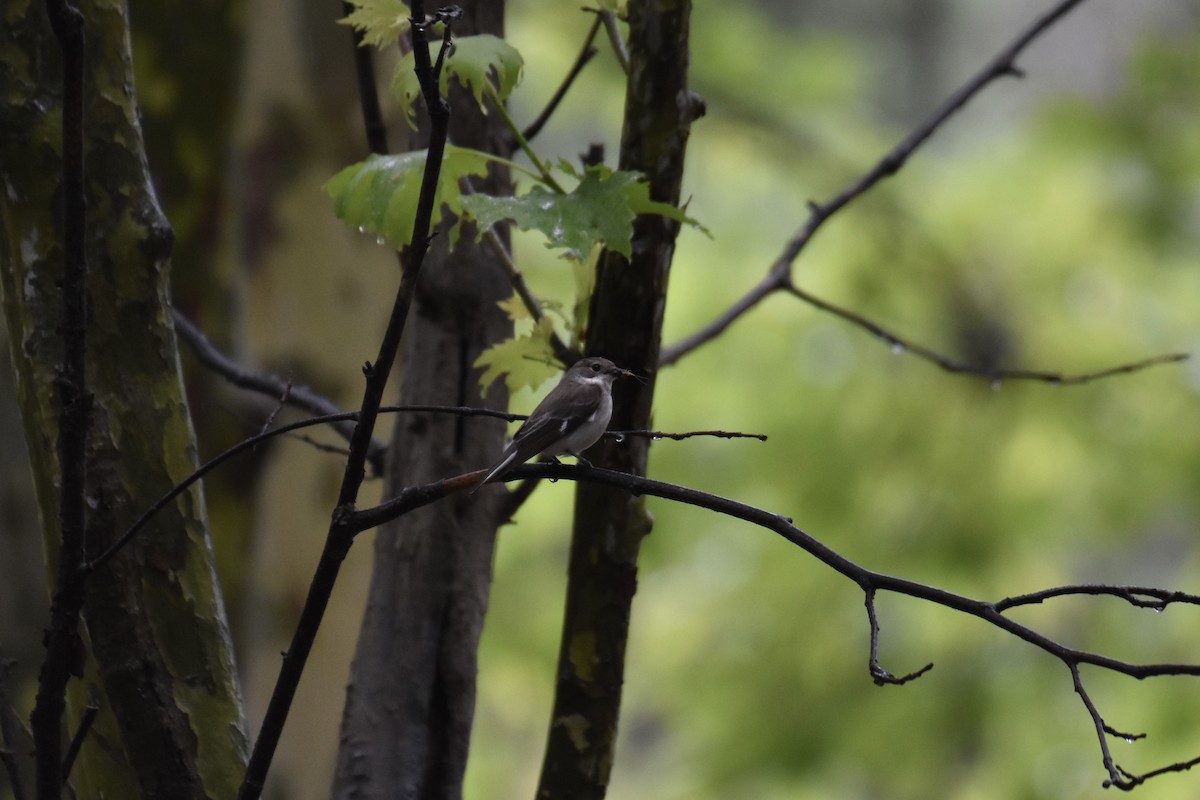 Semicollared Flycatcher - ML636462538
