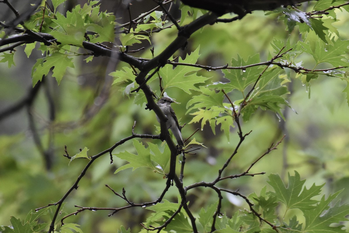 Semicollared Flycatcher - ML636462539