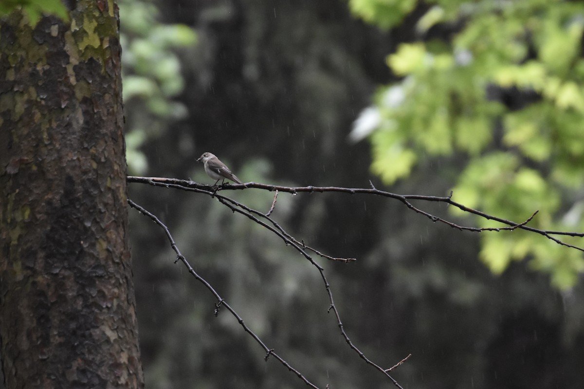 Semicollared Flycatcher - ML636462540