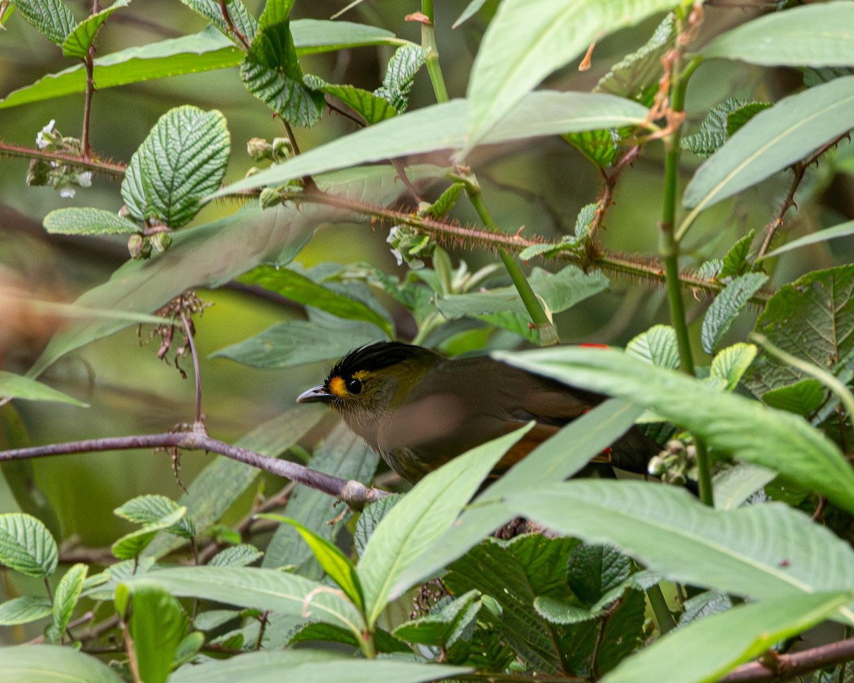 Bugun Liocichla - ML636462555