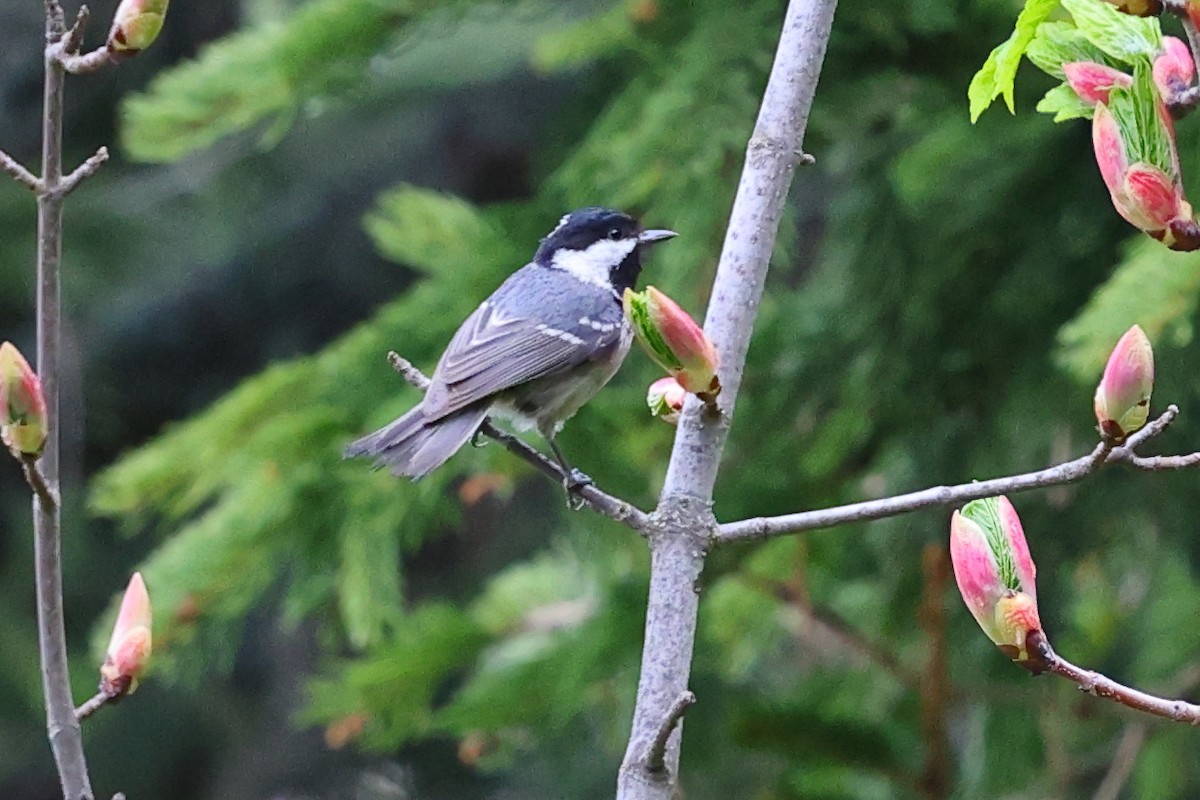 ヒガラ - ML636462568
