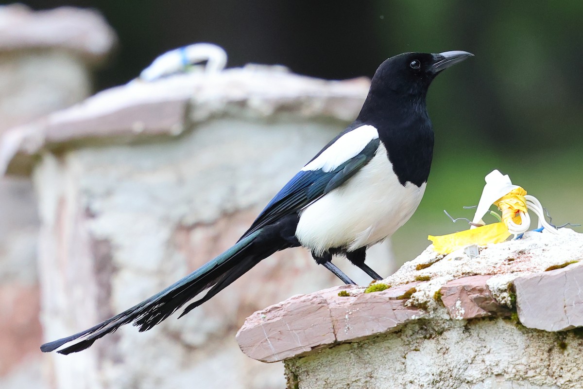 ユーラシアカササギ - ML636462601