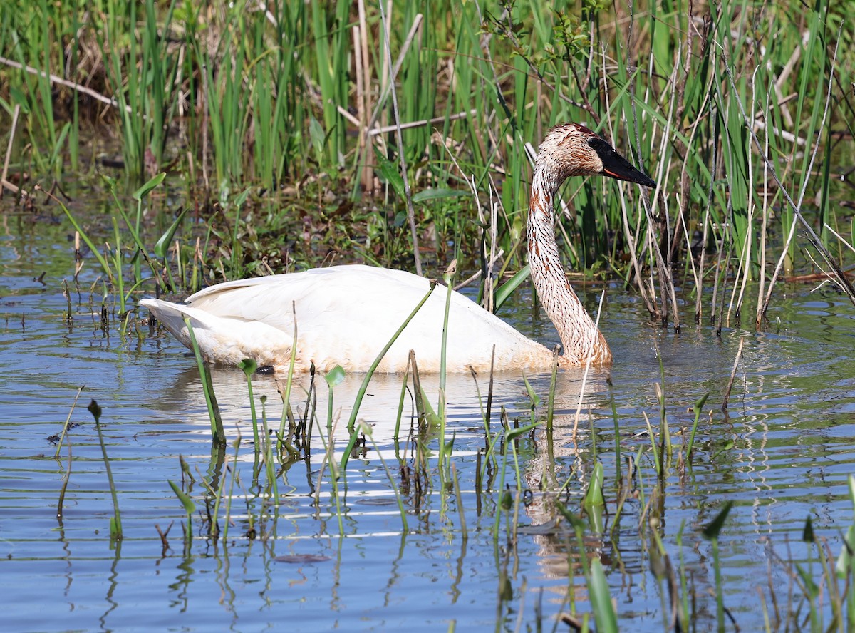 Trumpeter Swan - ML636462615