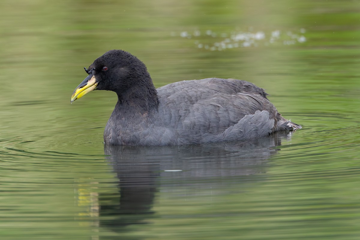 Horned Coot - ML636462641
