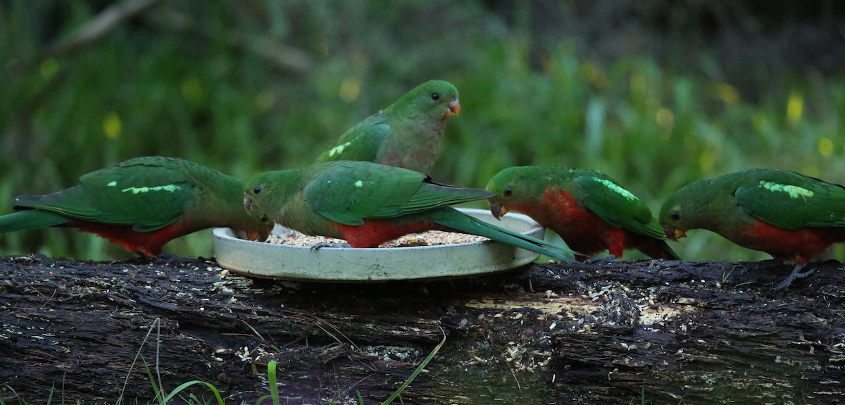 Australian King-Parrot - ML63646271