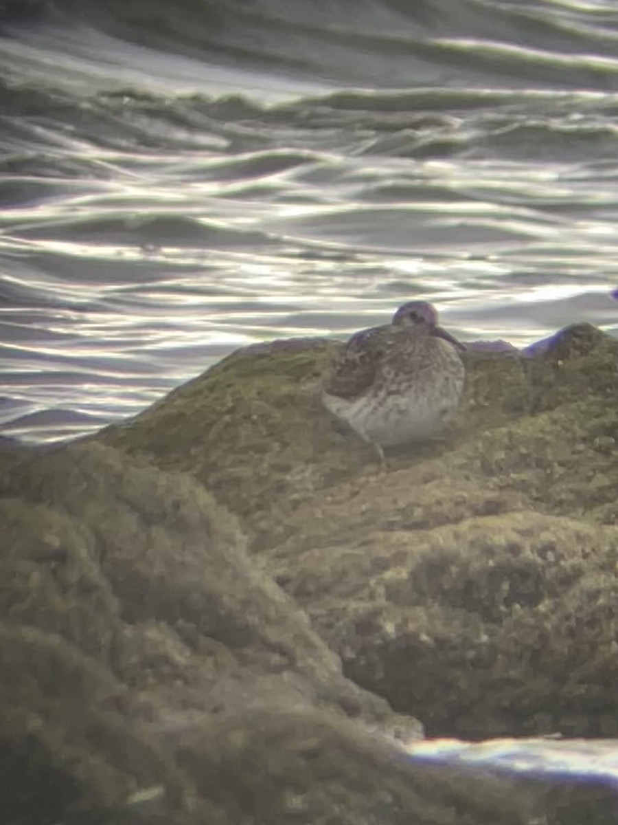 Meerstrandläufer - ML636462835