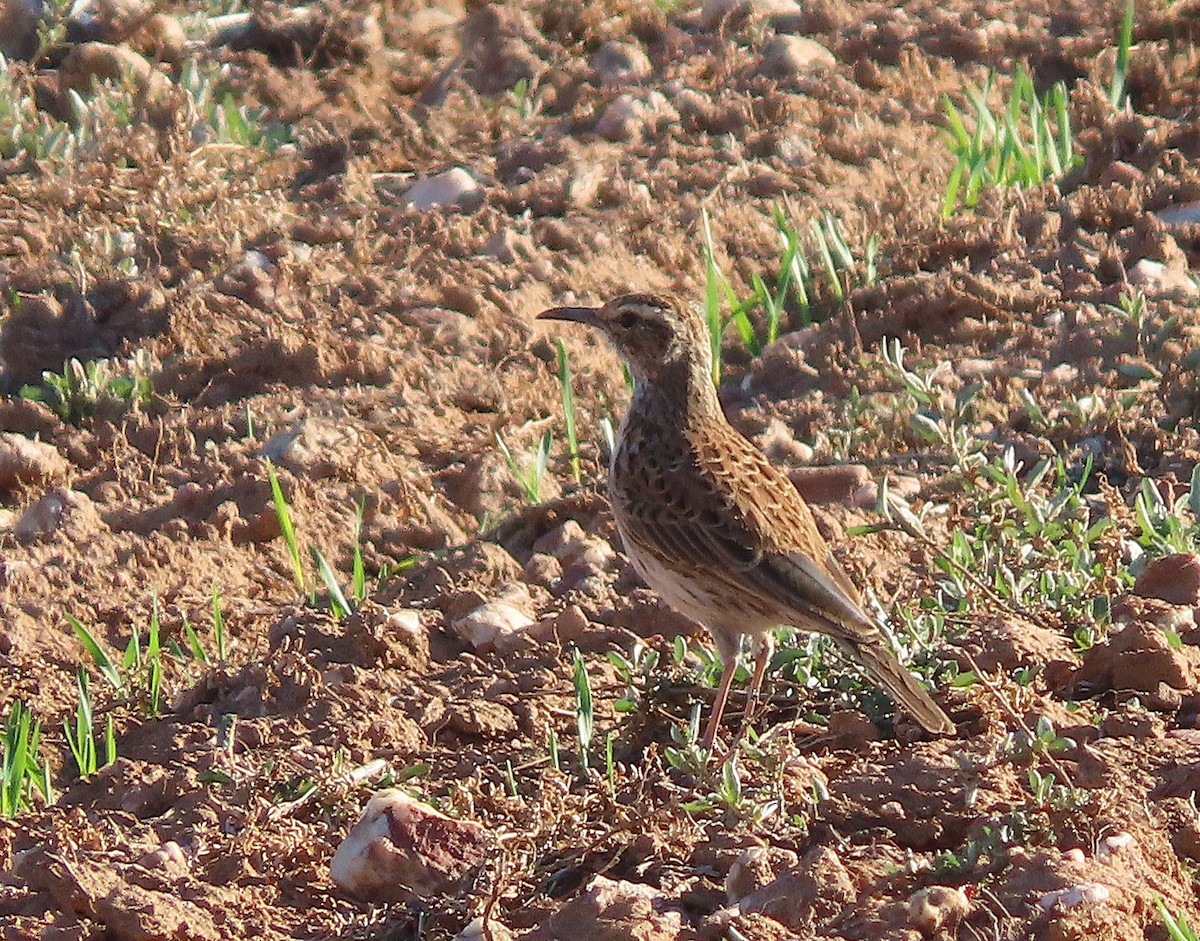 Cape Long-billed Lark (Cape) - ML636462882