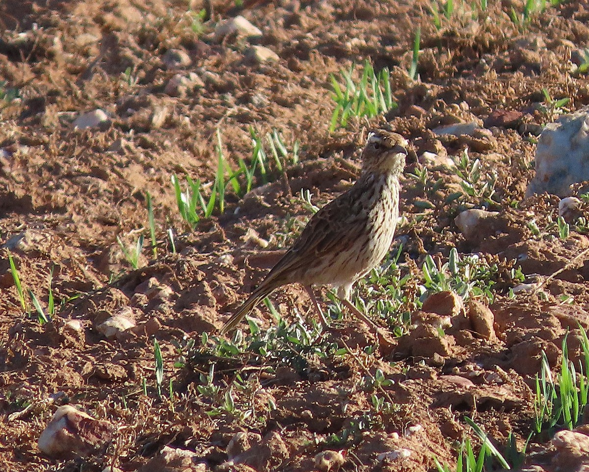 Cape Long-billed Lark (Cape) - ML636462883