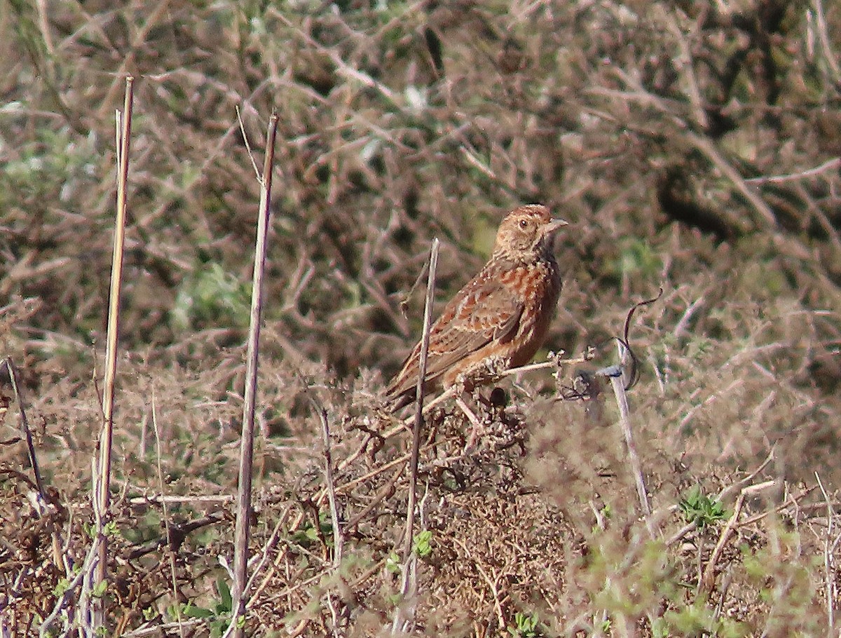 Cape Clapper Lark - ML636462894