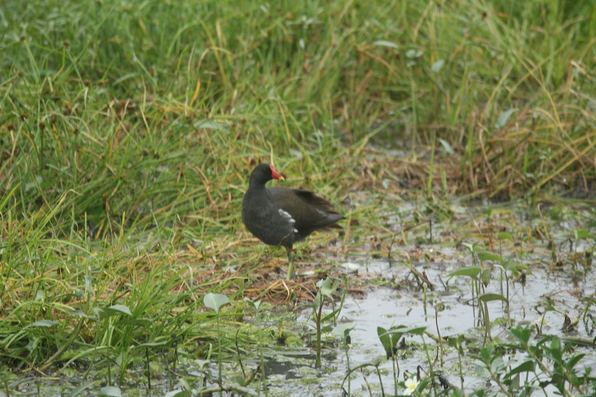 Gallinule poule-d'eau - ML636463019