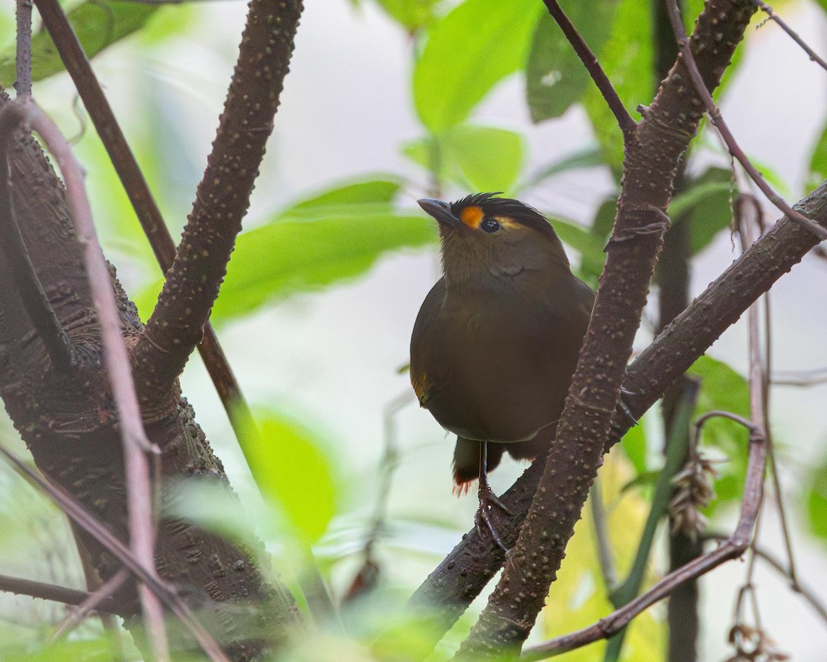 Bugun Liocichla - ML636463020