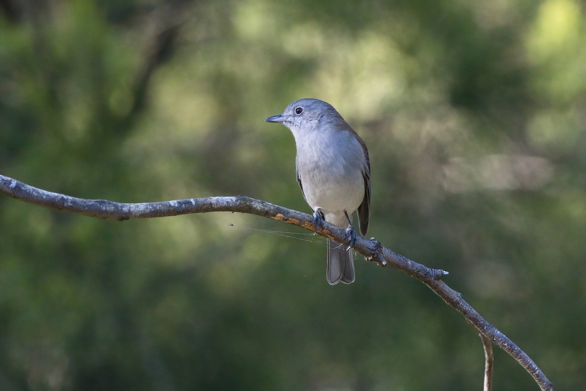 Gray Shrikethrush - ML636463105