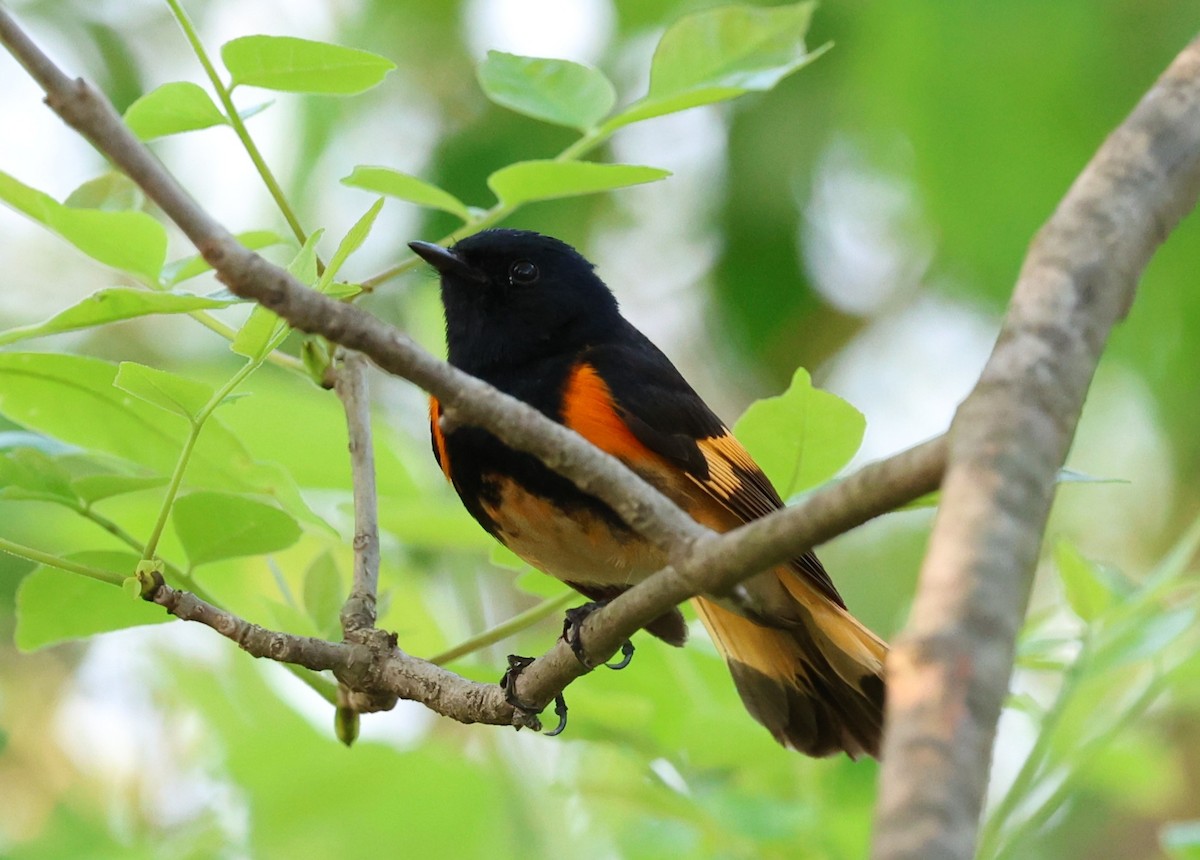 Горихвостковая древесница - ML636463109