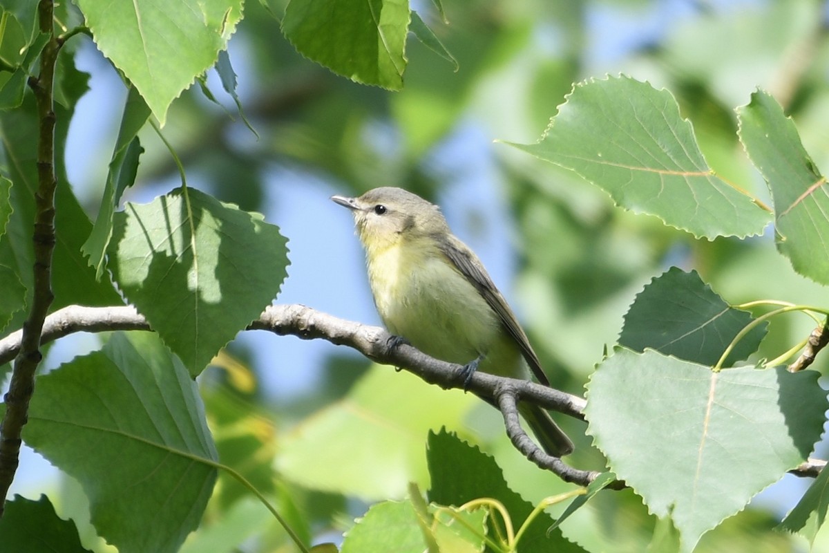 Philadelphia Vireo - ML636463128