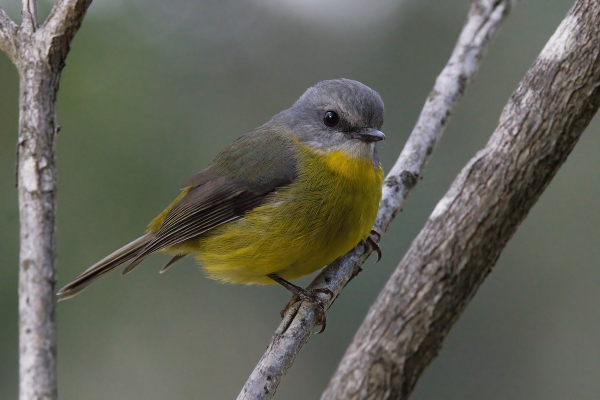 lejsčík žlutý - ML636463131