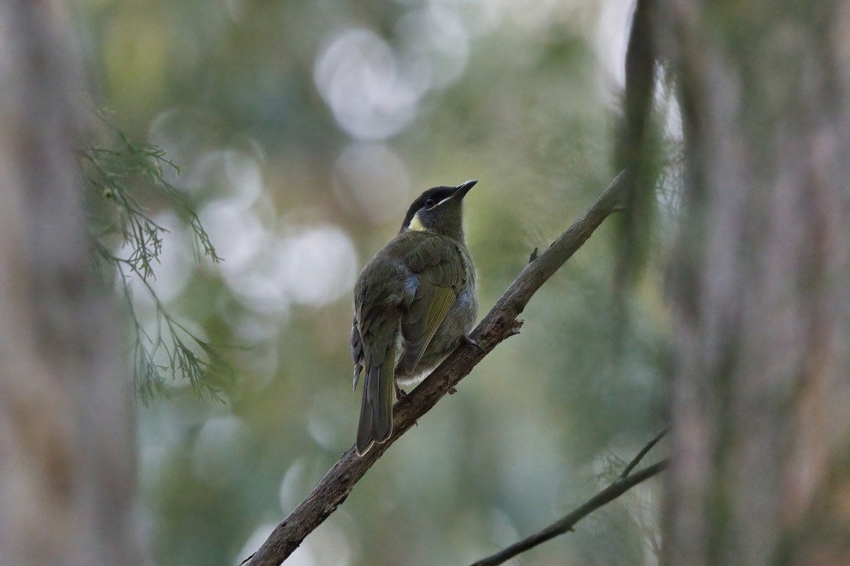 medosavka jasnohlasá - ML636463134