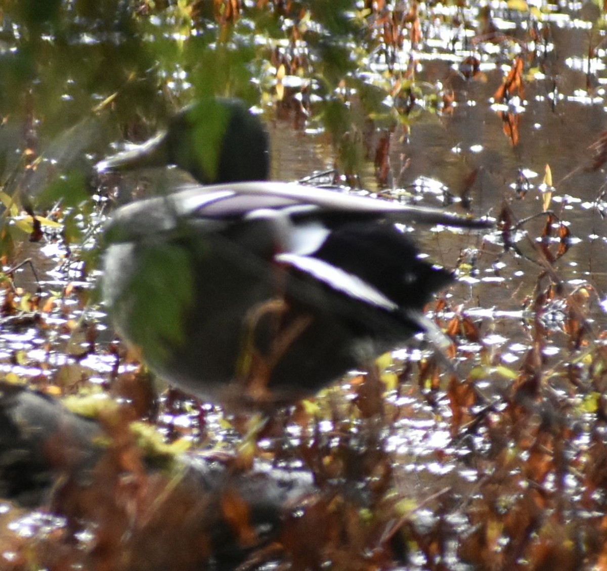 Зэрлэг нугас - ML636463143