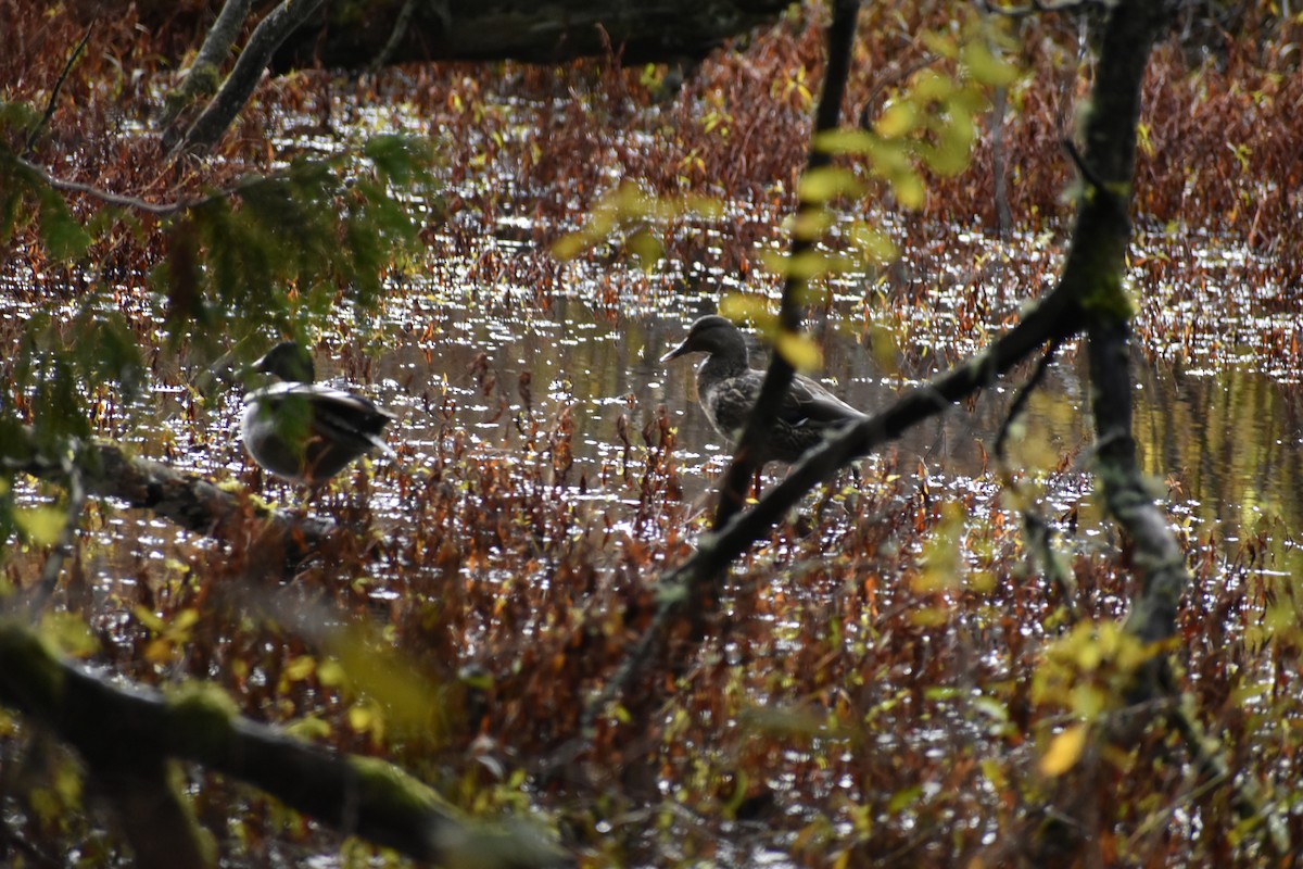 Зэрлэг нугас - ML636463145