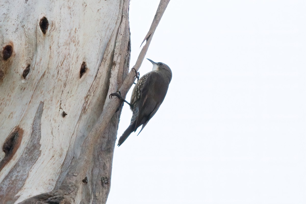 lezčík bělohrdlý - ML636463147