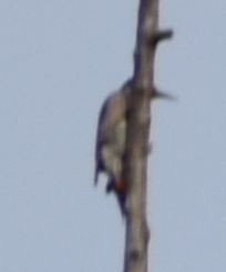 Northern Flicker - ML636463149