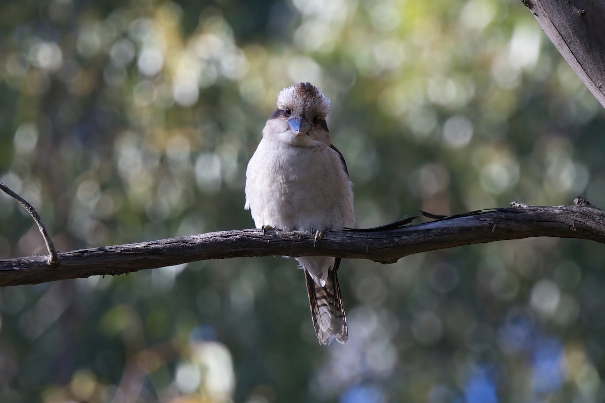 ledňák obrovský - ML636463154