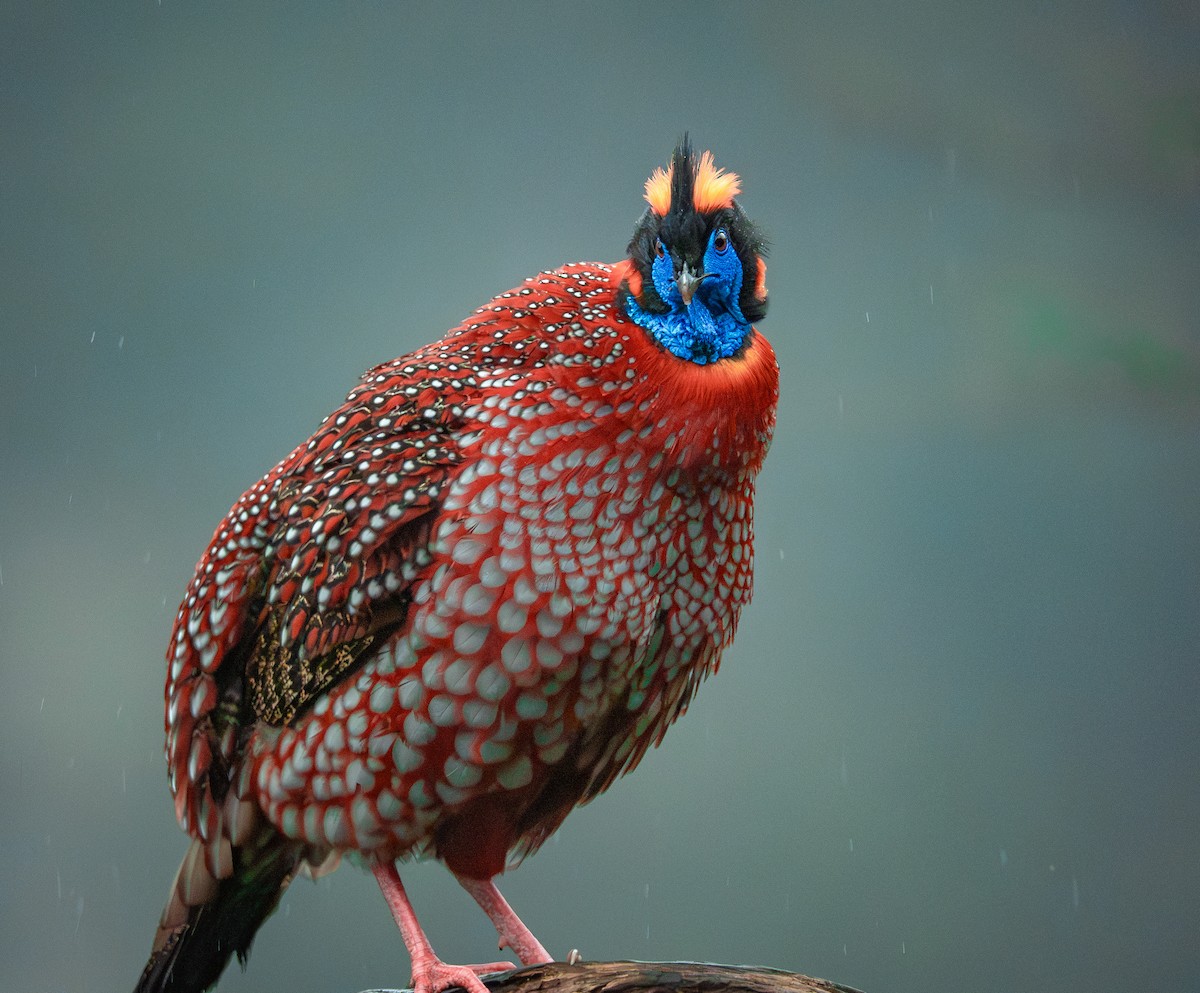 Temminck's Tragopan - ML636463161