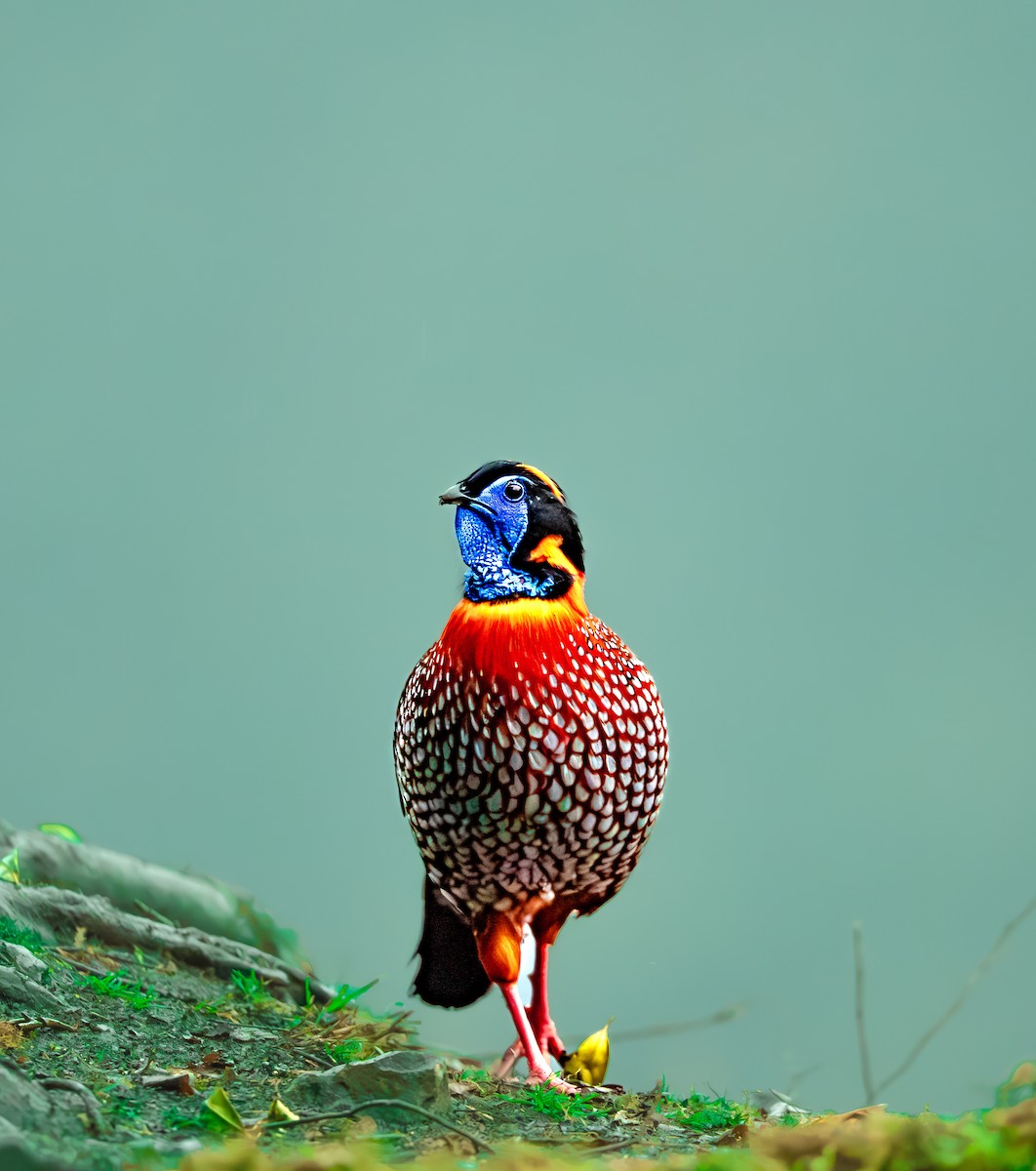 Temminck's Tragopan - ML636463162