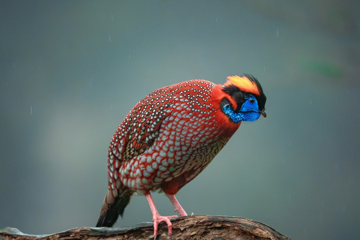 Temminck's Tragopan - ML636463165