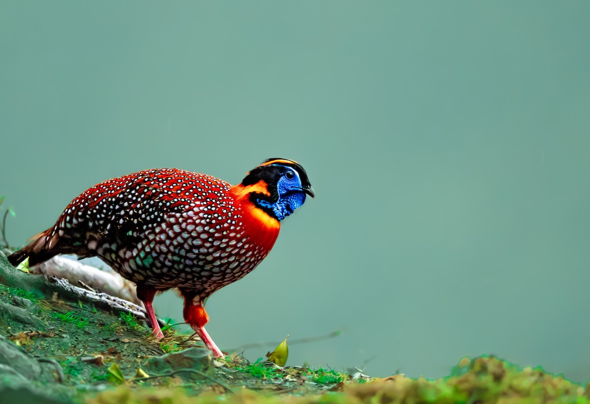 Temminck's Tragopan - ML636463166