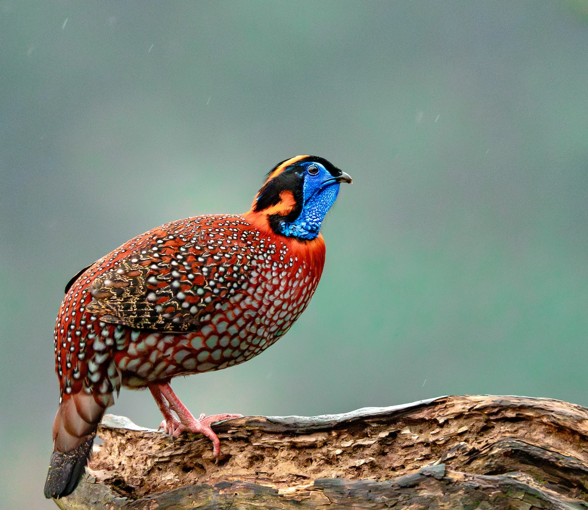 Temminck's Tragopan - ML636463167