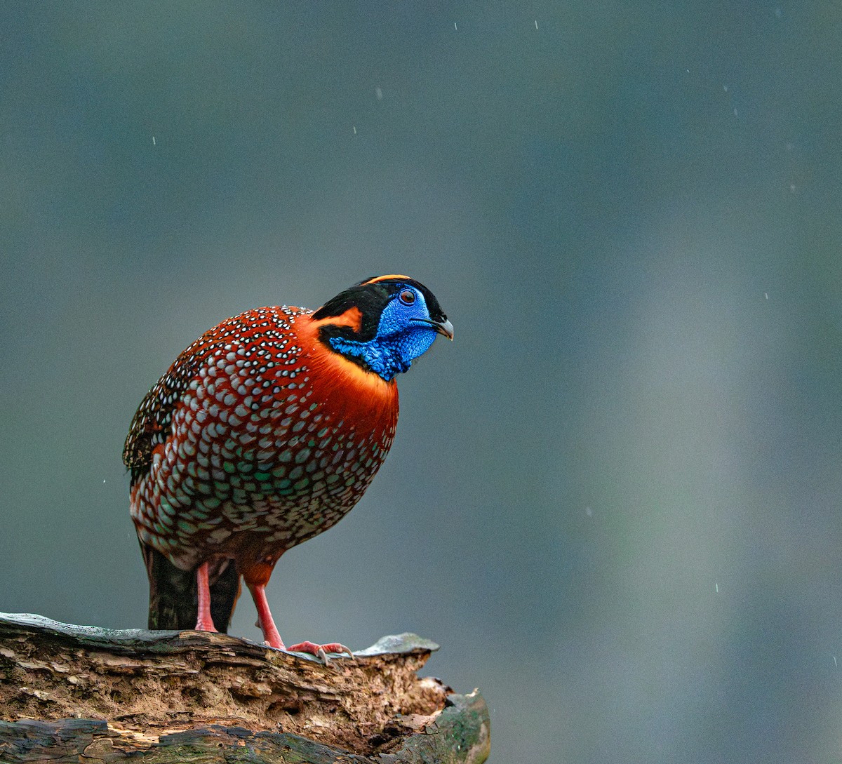 Temminck's Tragopan - ML636463168