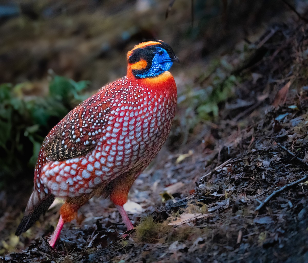 Temminck's Tragopan - ML636463171