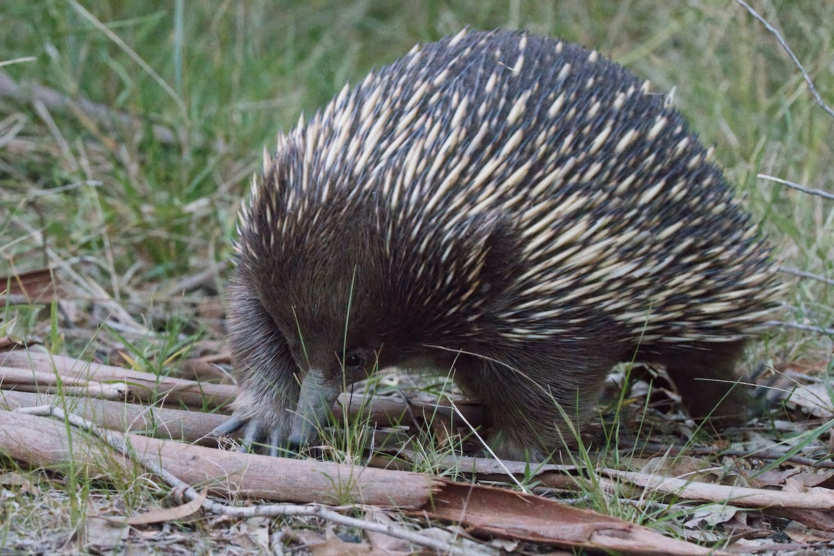 Animals - ML636463187