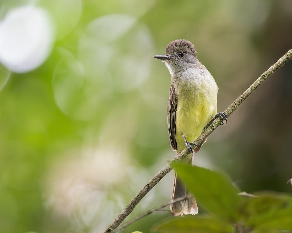 Apical Flycatcher - ML636463234
