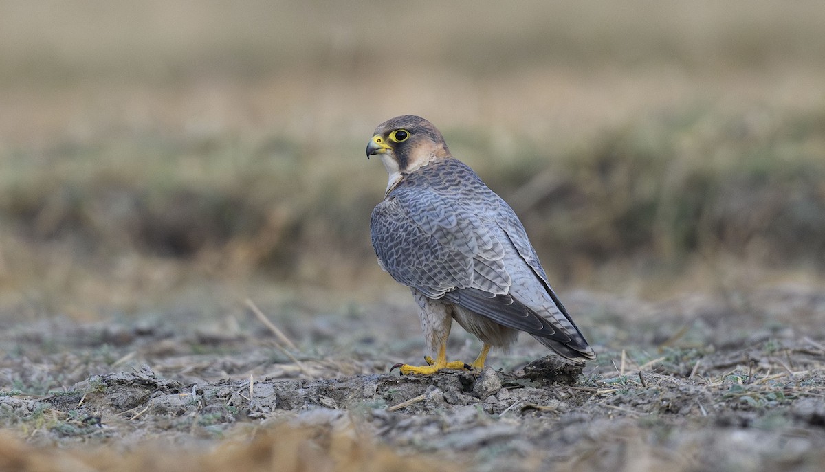 Peregrine Falcon (Red-capped) - Sunil Kini