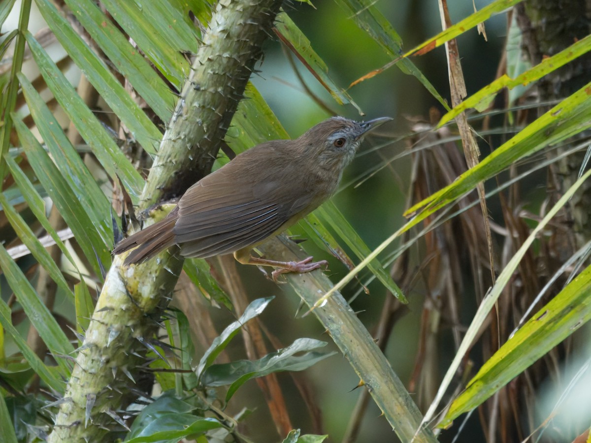 Abbott's Babbler - ML636463262