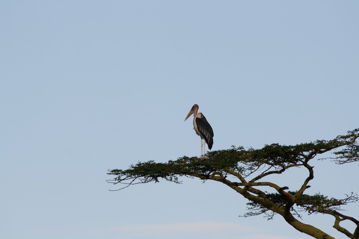 Marabou Stork - ML636463273