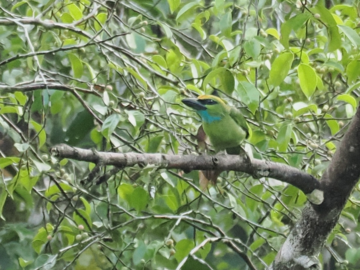 Yellow-crowned Barbet - ML636463310