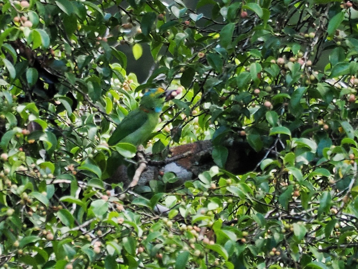 Yellow-crowned Barbet - ML636463315
