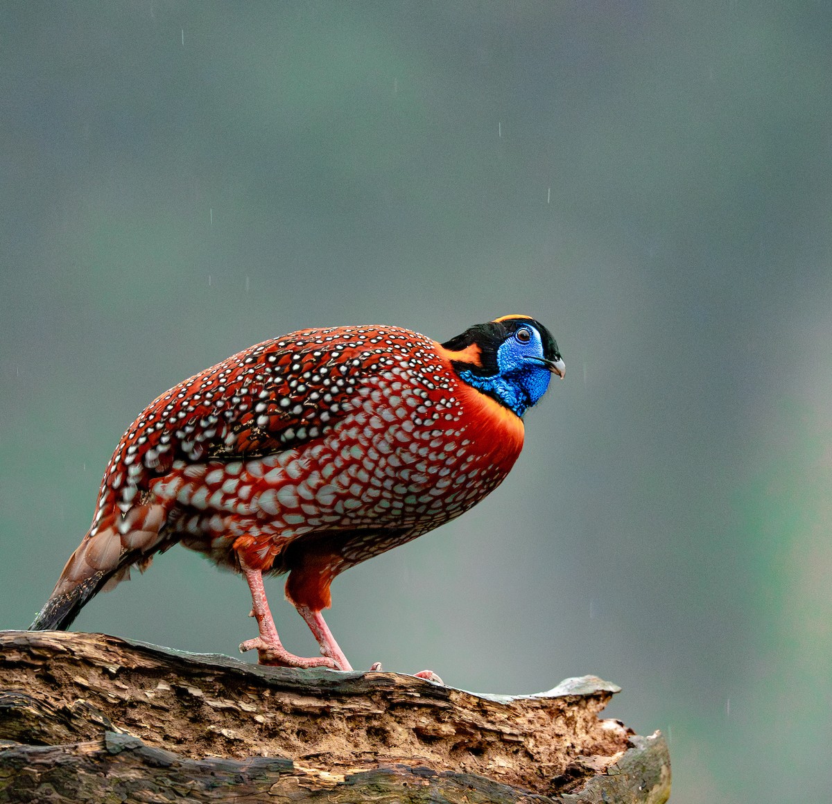 Temminck's Tragopan - ML636463340