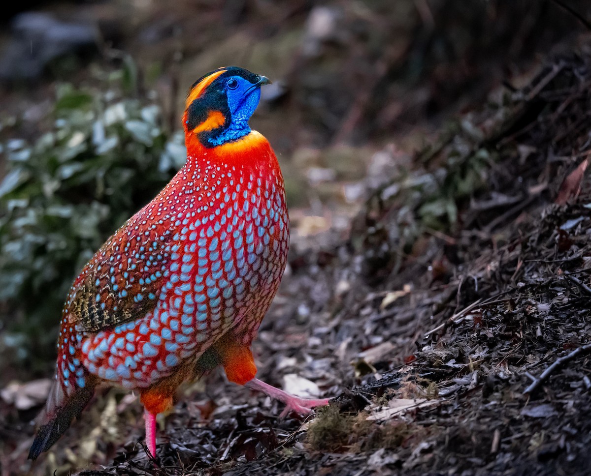 Temminck's Tragopan - ML636463341